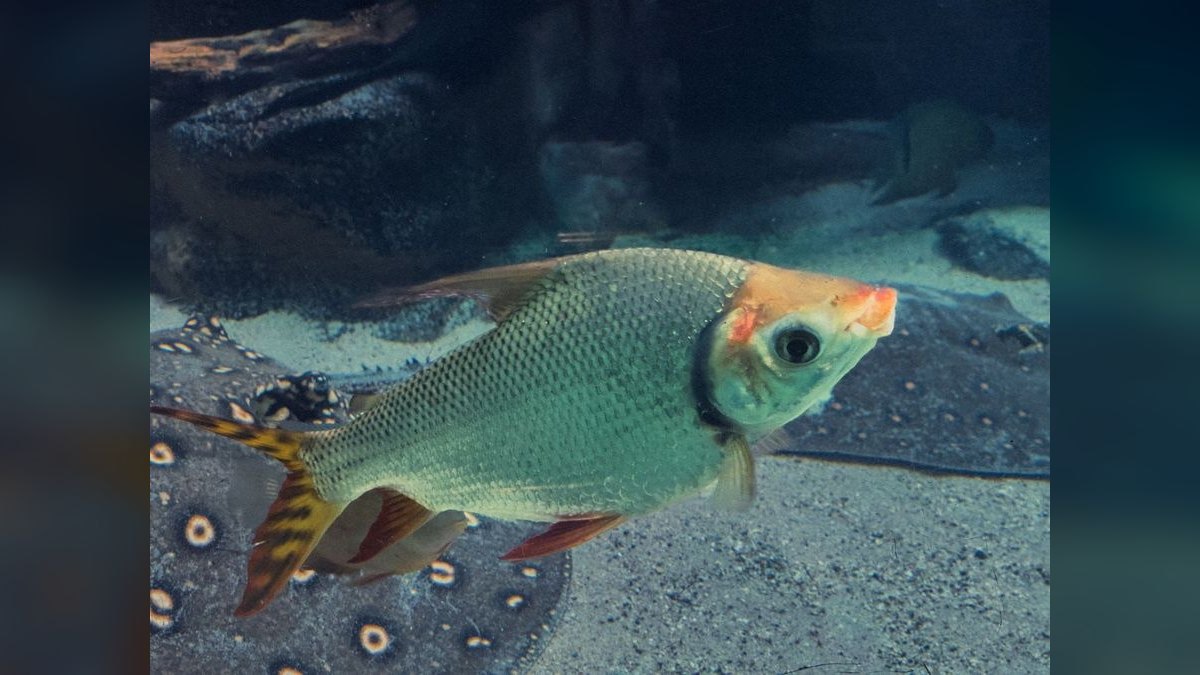 Top 10 Tinfoil Barb Large Shoalers 2027 — figure 6
