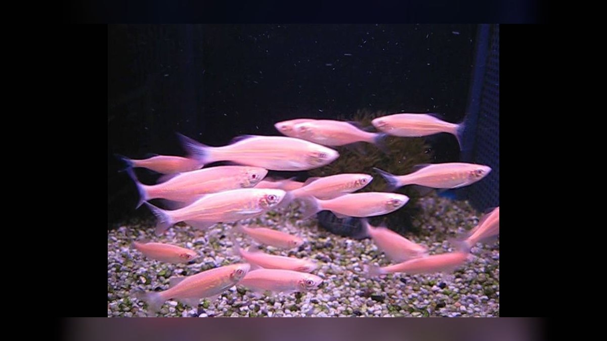 Top 10 Giant Danio Fast Swimmers 2027 — figure 3
