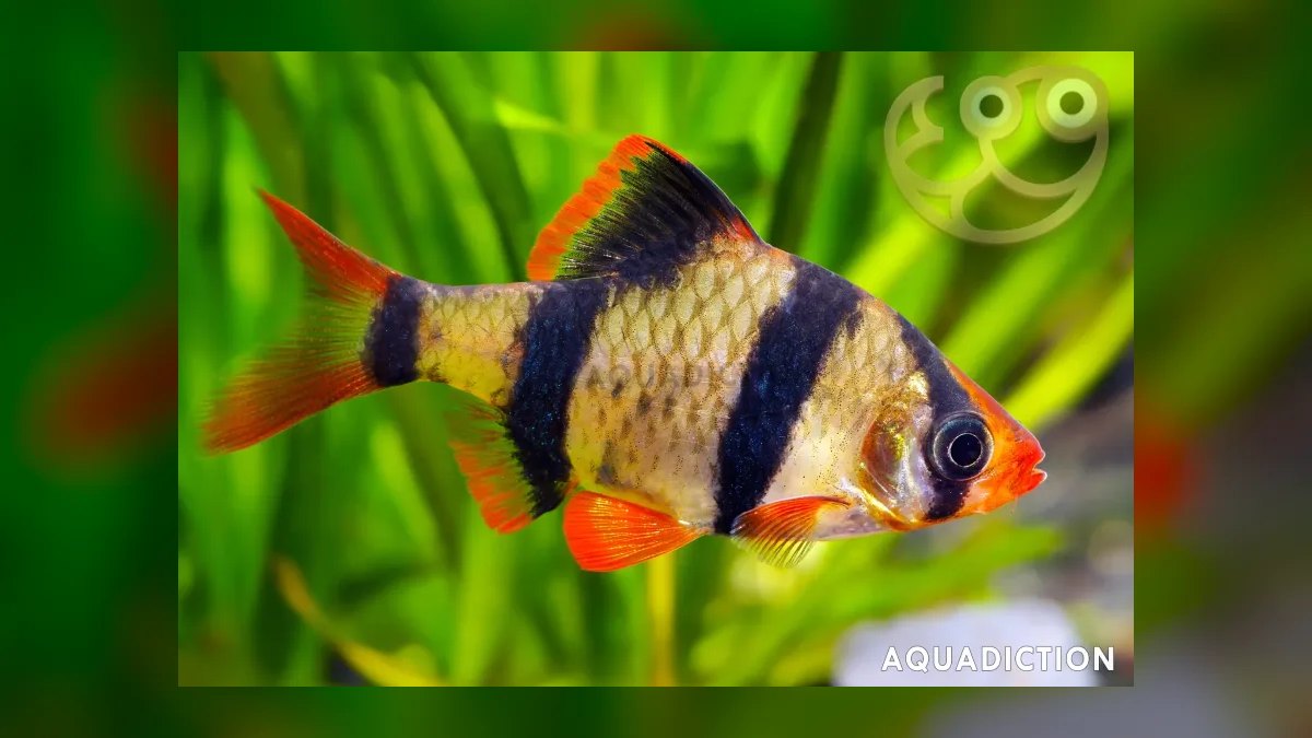 Top 10 Giant Danio Fast Swimmers 2027 — figure 8
