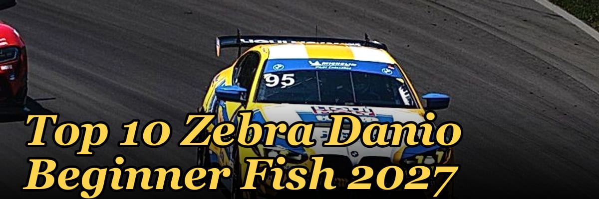 Top 10 Zebra Danio Beginner Fish 2027