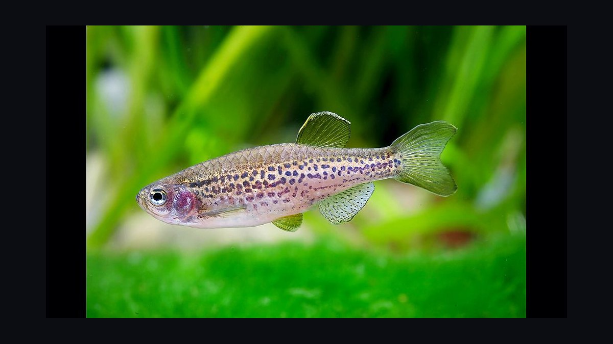 Top 10 Leopard Danio Patterned Danios 2027 — figure 1