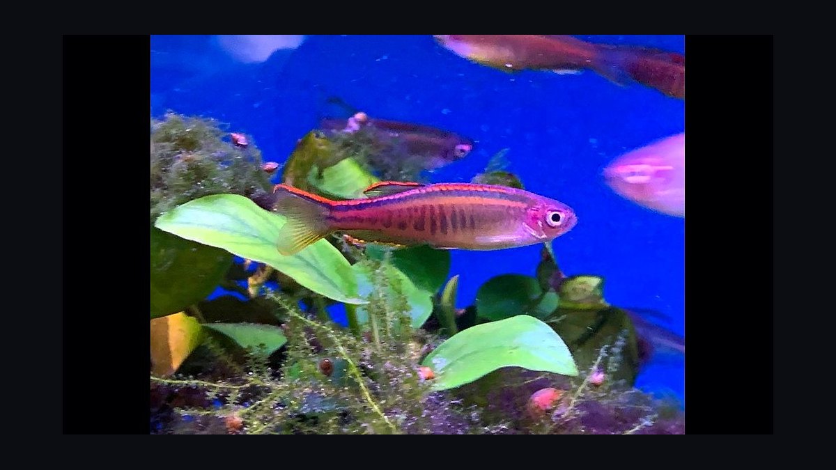 Top 10 Leopard Danio Patterned Danios 2027 — figure 10