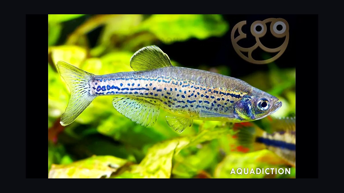 Top 10 Leopard Danio Patterned Danios 2027 — figure 2