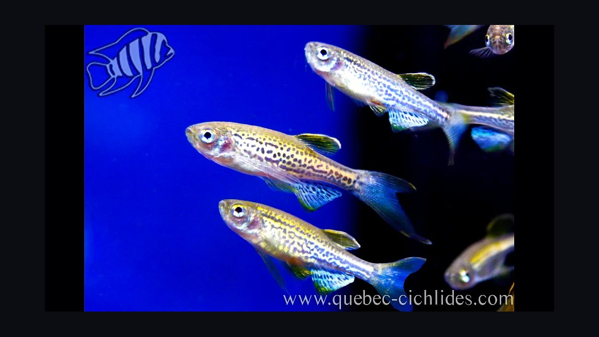 Top 10 Leopard Danio Patterned Danios 2027 — figure 3