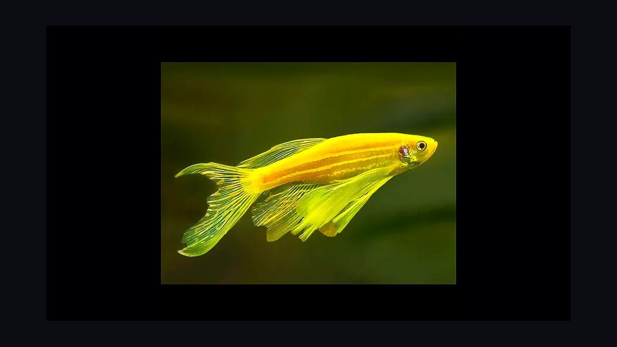 Top 10 Leopard Danio Patterned Danios 2027 — figure 4