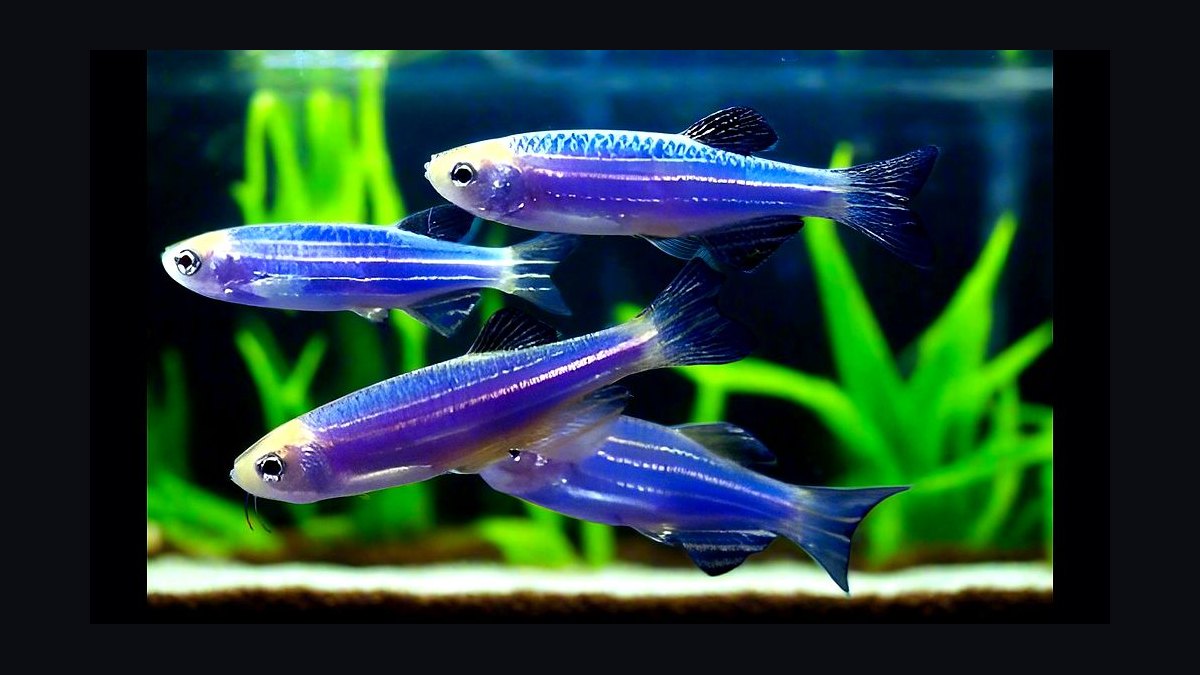 Top 10 Leopard Danio Patterned Danios 2027 — figure 5