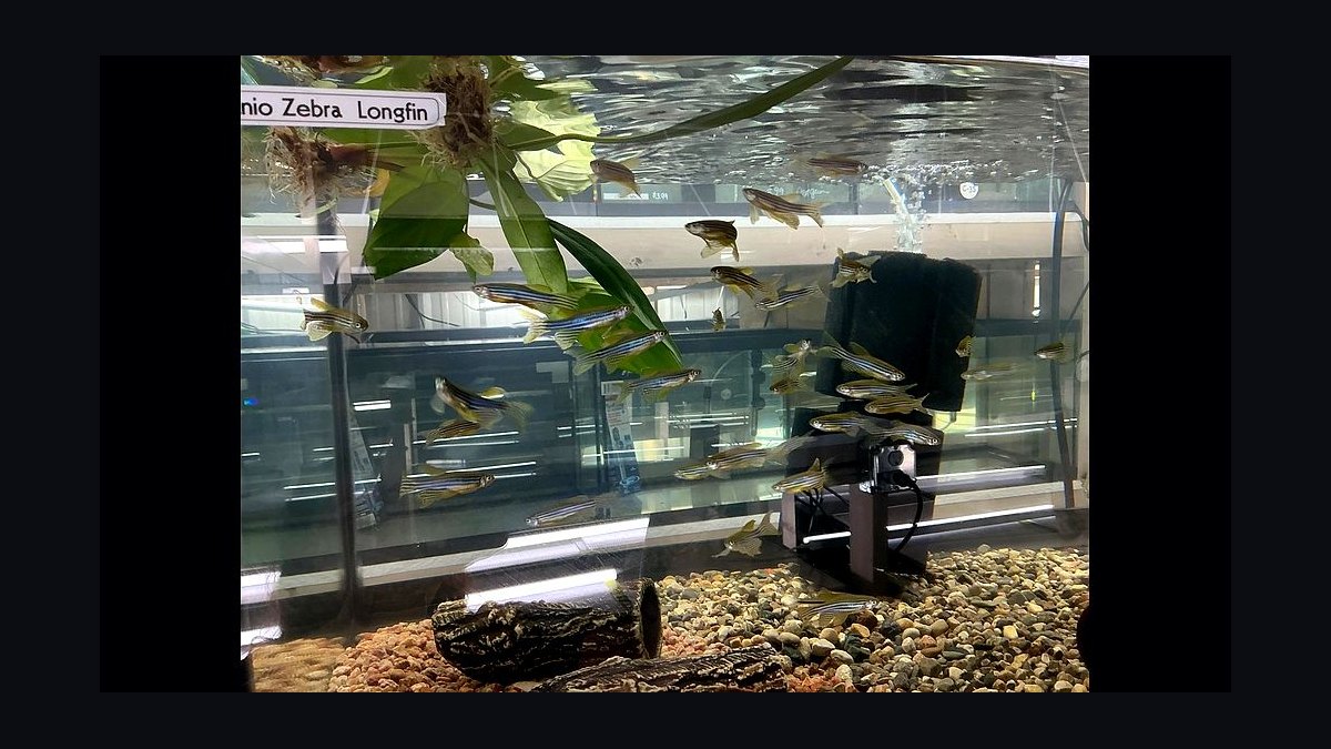 Top 10 Leopard Danio Patterned Danios 2027 — figure 6