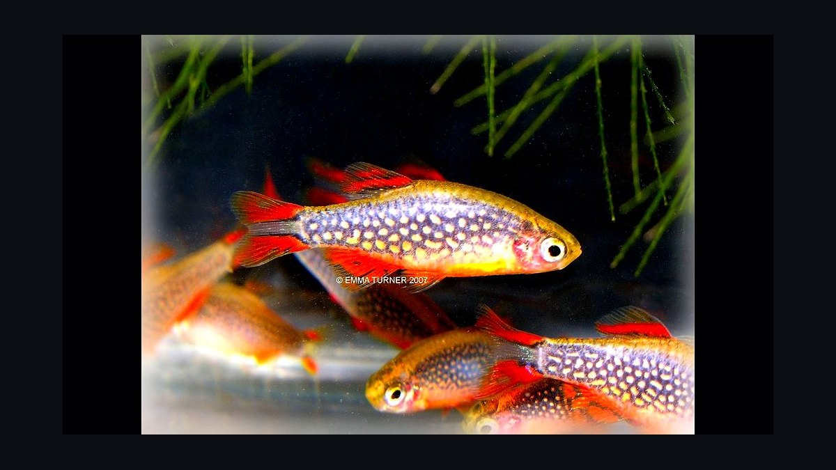 Top 10 Leopard Danio Patterned Danios 2027 — figure 7