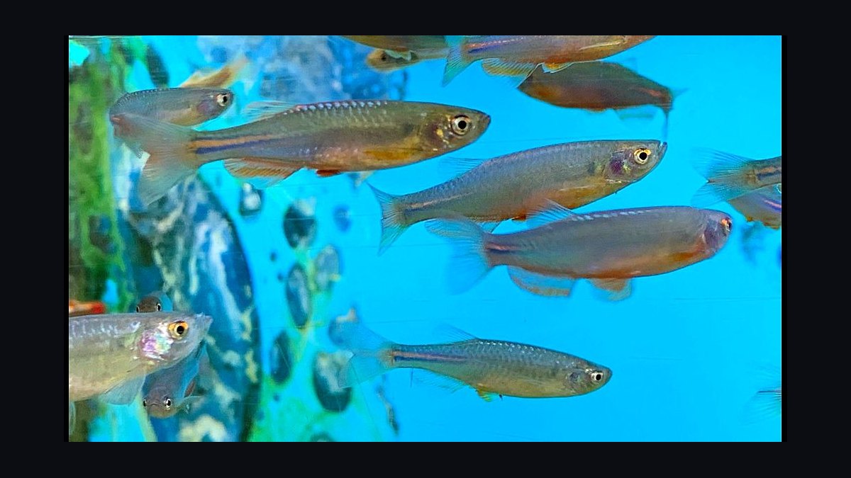 Top 10 Leopard Danio Patterned Danios 2027 — figure 8