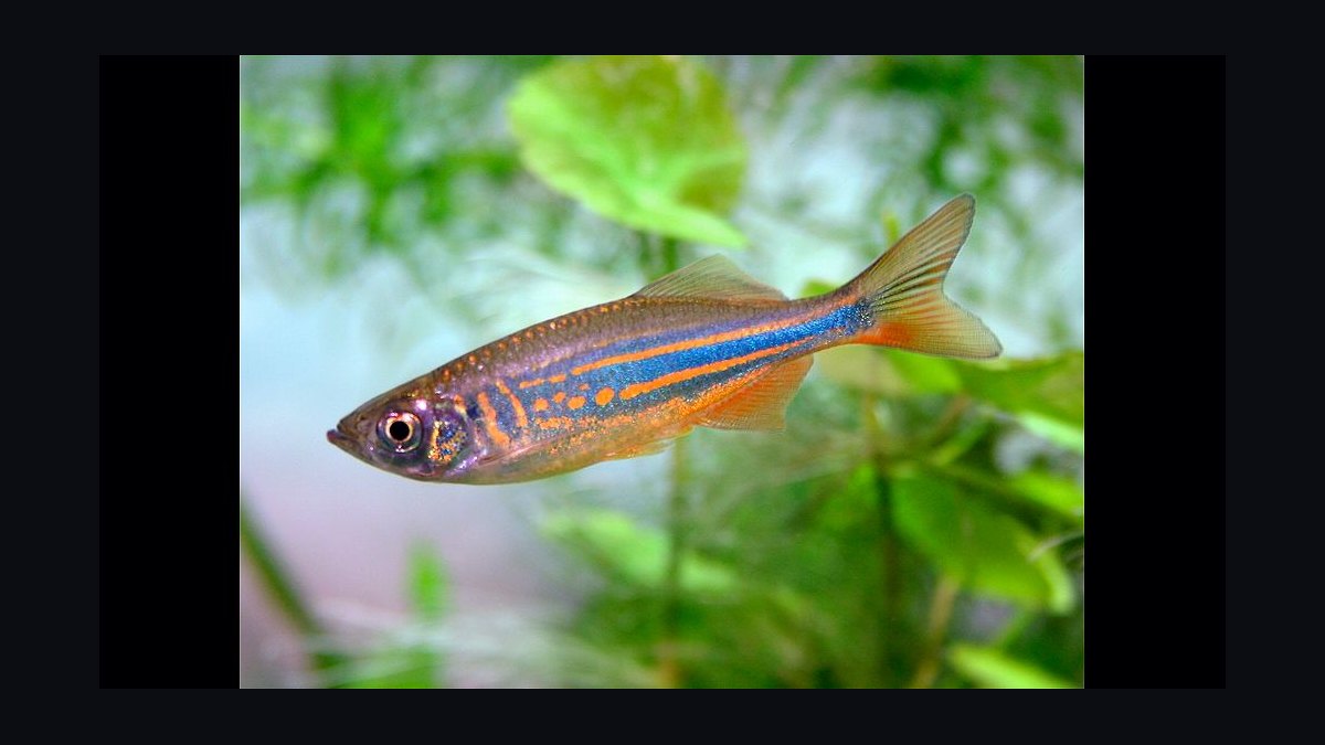 Top 10 Leopard Danio Patterned Danios 2027 — figure 9