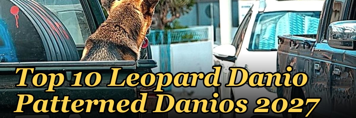 Top 10 Leopard Danio Patterned Danios 2027