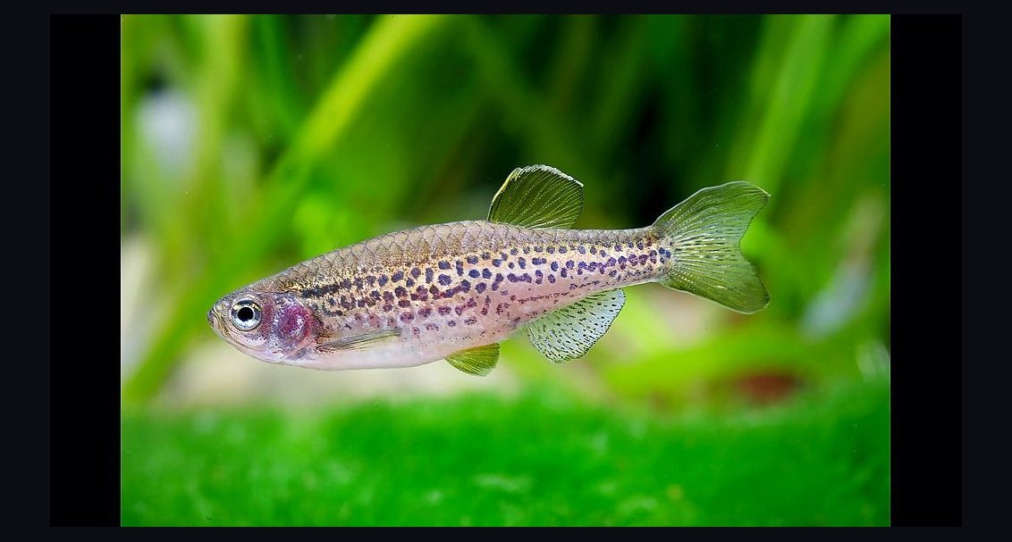 Top 10 Leopard Danio Patterned Danios 2027