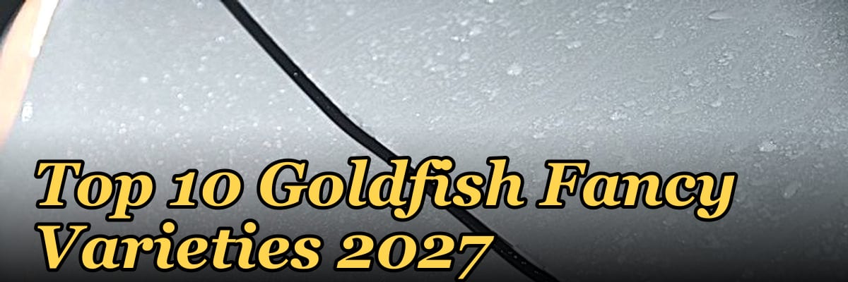 Top 10 Goldfish Fancy Varieties 2027