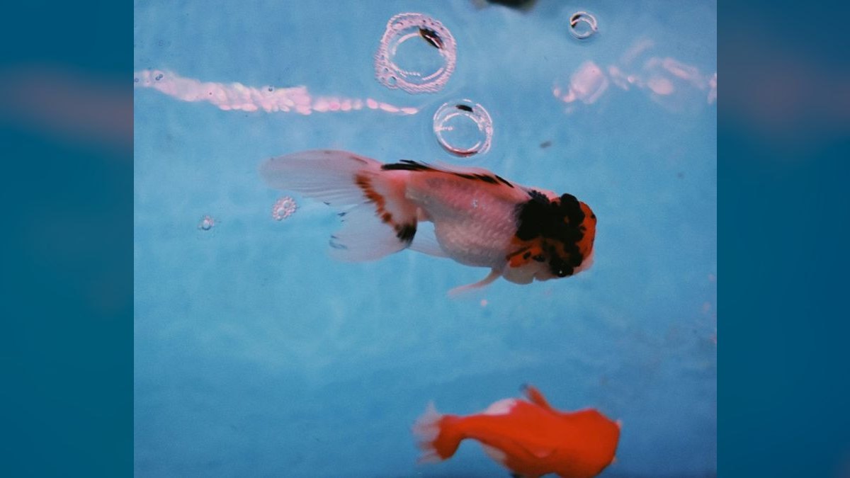 Top 10 Ranchu Goldfish Ornamental Breeds 2027 — figure 3