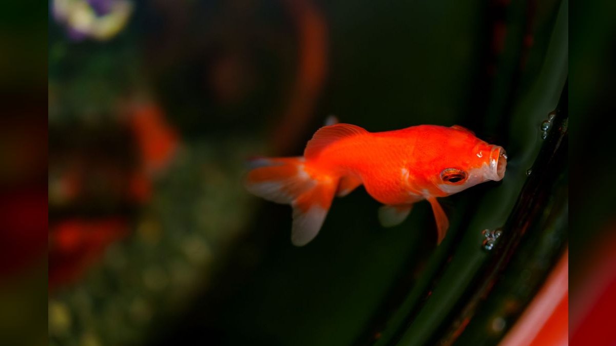 Top 10 Ranchu Goldfish Ornamental Breeds 2027 — figure 4