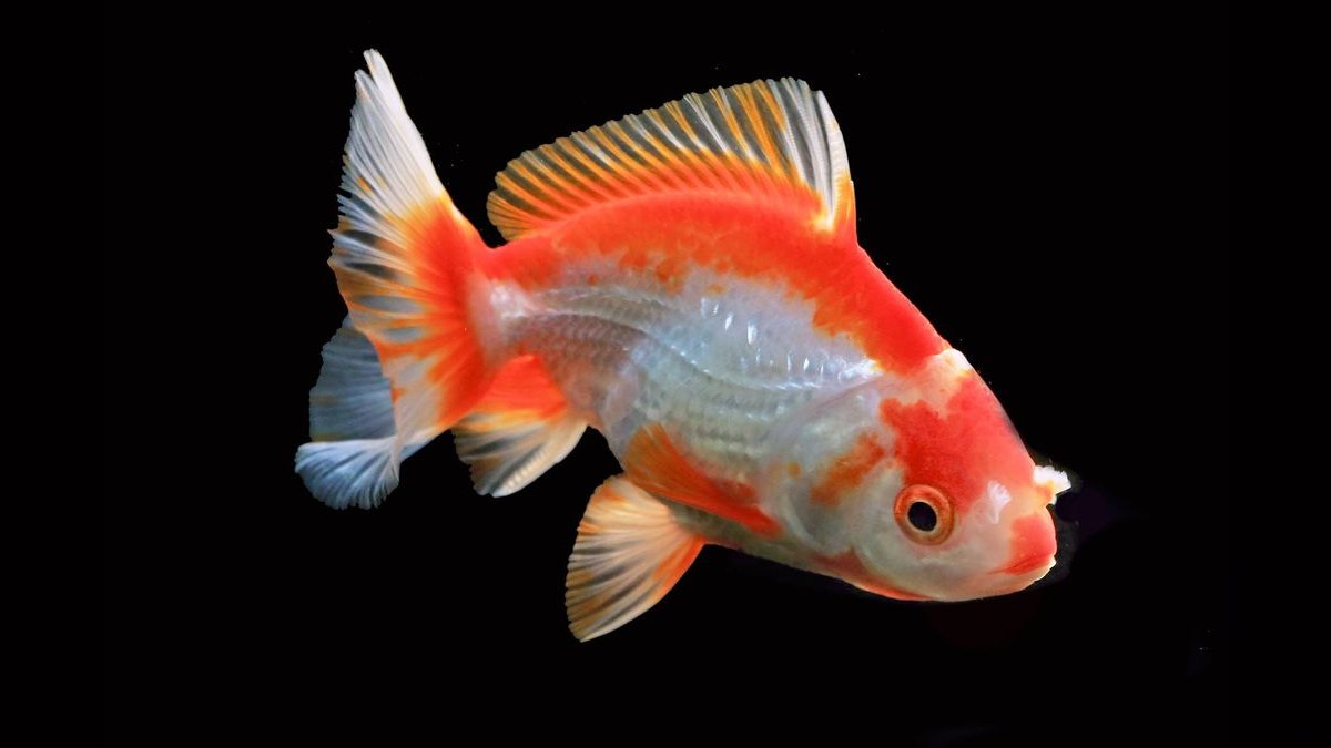 Top 10 Ranchu Goldfish Ornamental Breeds 2027 — figure 6