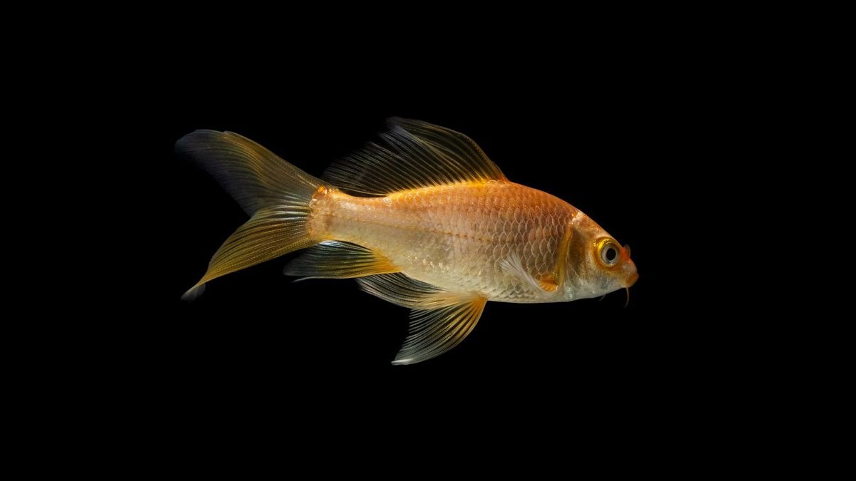 Top 10 Ryukin Goldfish Round Body Types 2027 — figure 4