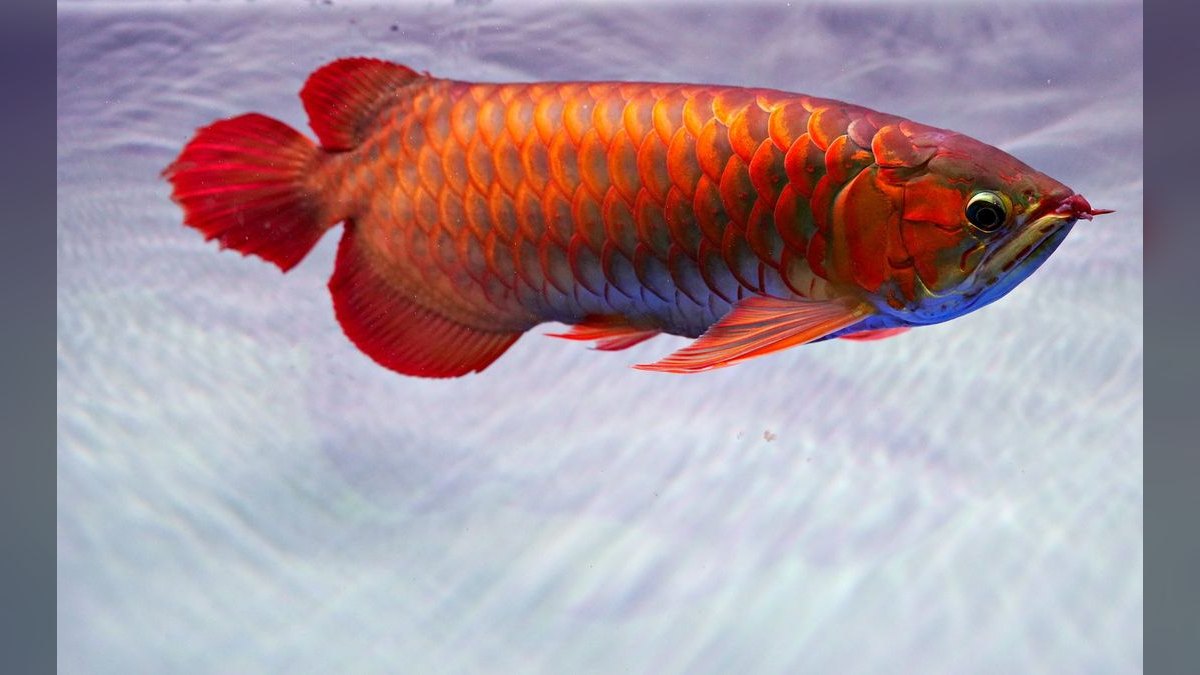 Top 10 Arowana Aquarium Species 2027 — figure 2