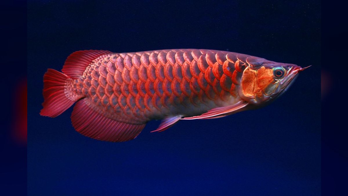 Top 10 Arowana Aquarium Species 2027 — figure 3