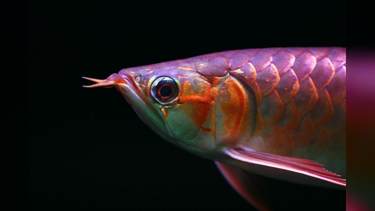 Top 10 Arowana Aquarium Species 2027 — figure 5