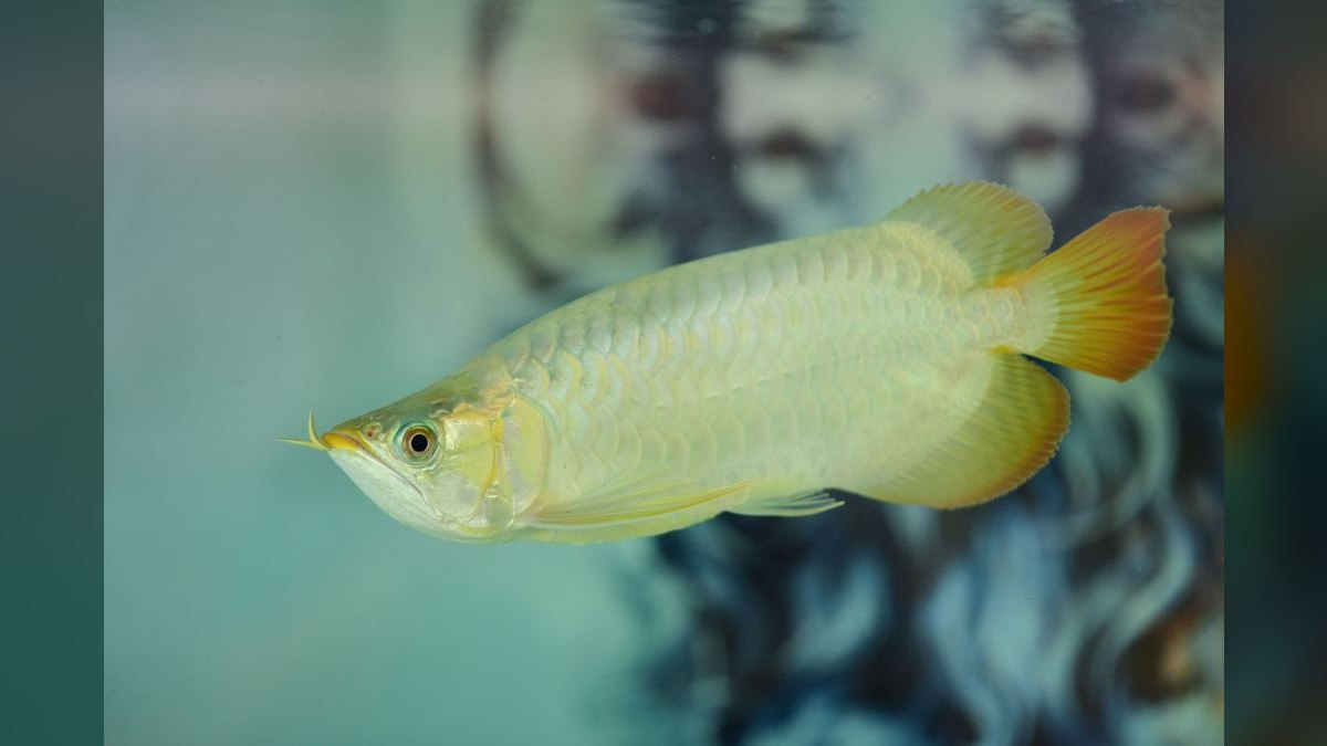 Top 10 Arowana Aquarium Species 2027 — figure 6