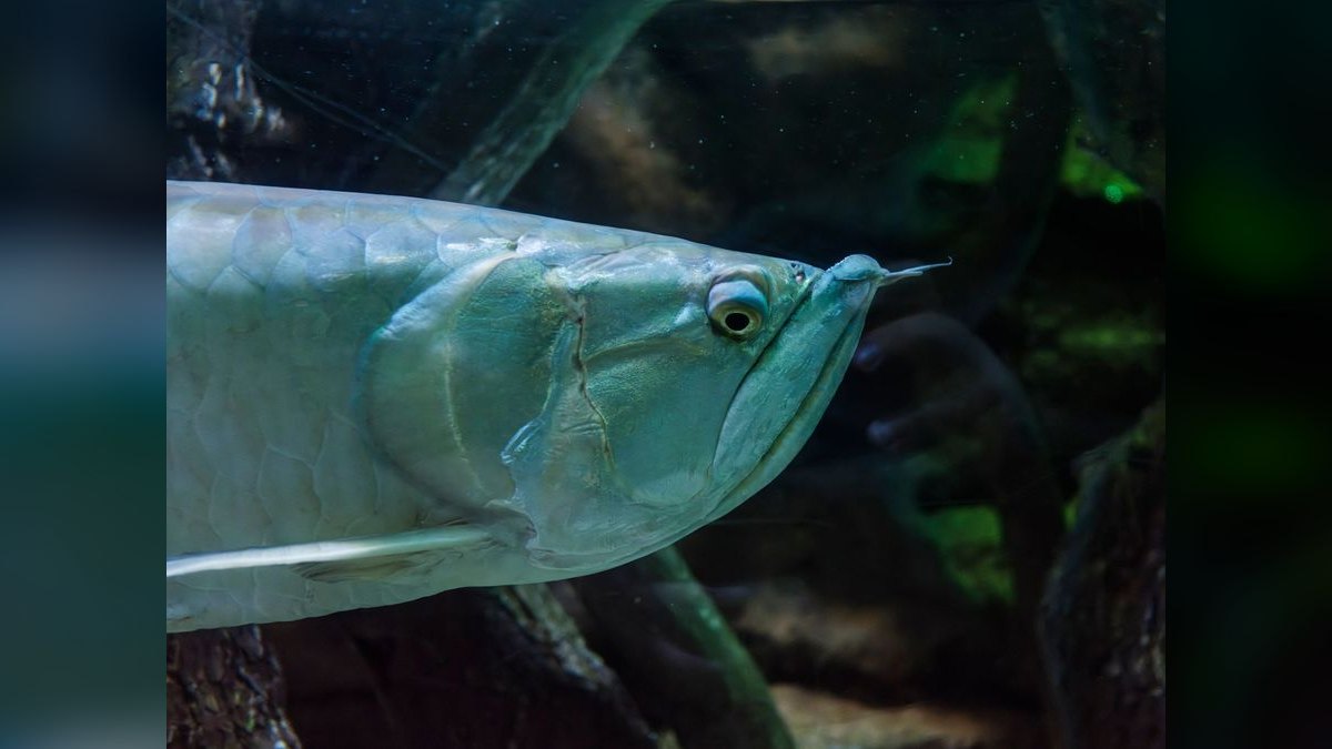 Top 10 Arowana Aquarium Species 2027
