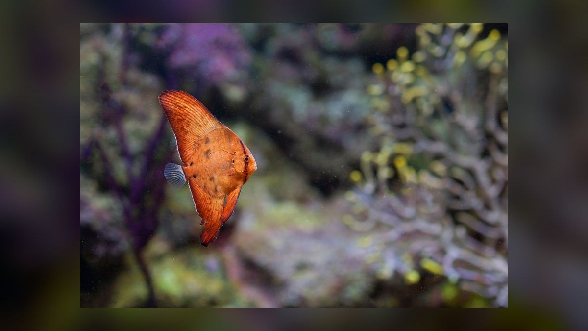 Top 10 Discus Color Strains 2027 — figure 1