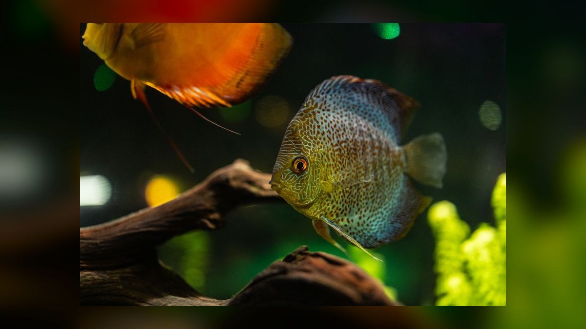 Top 10 Discus Color Strains 2027 — figure 10
