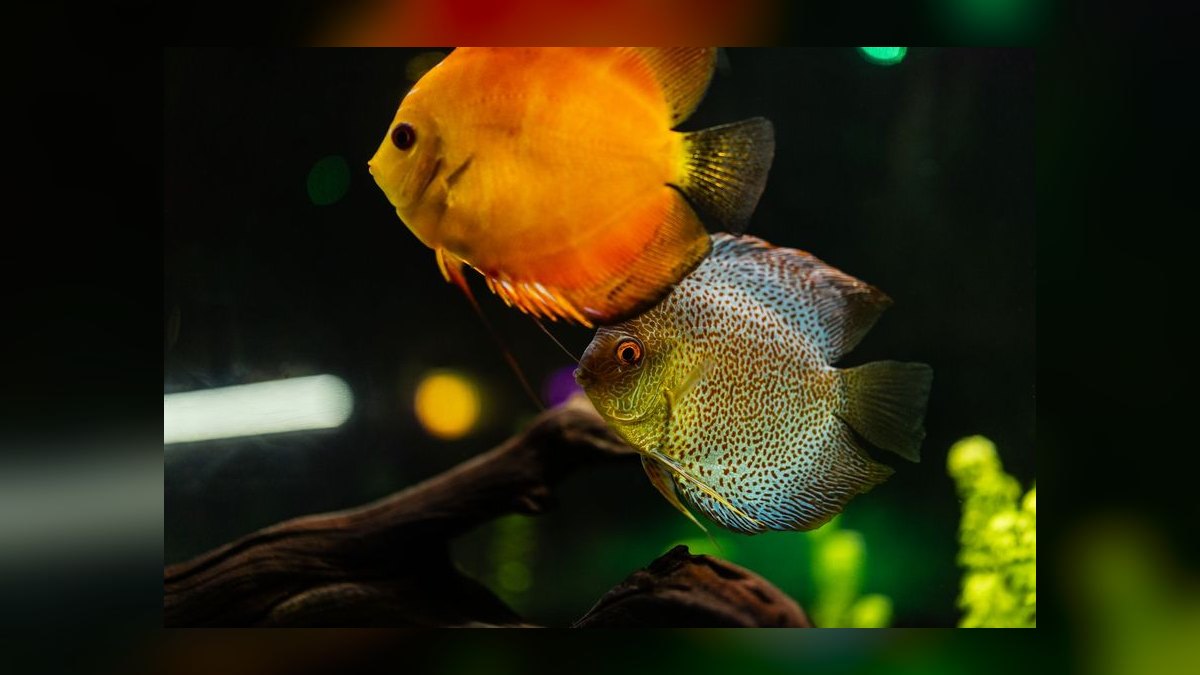 Top 10 Discus Color Strains 2027 — figure 2