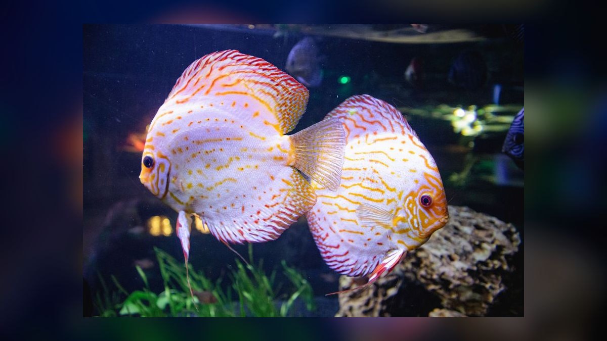 Top 10 Discus Color Strains 2027 — figure 3