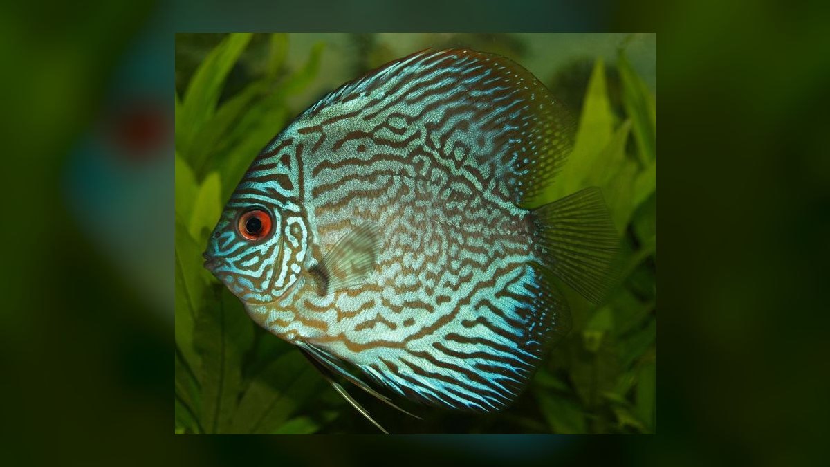 Top 10 Discus Color Strains 2027 — figure 4