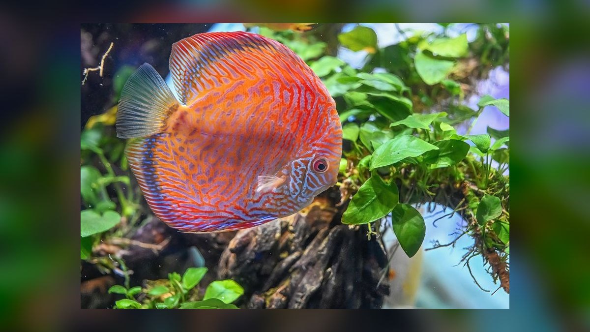 Top 10 Discus Color Strains 2027 — figure 5
