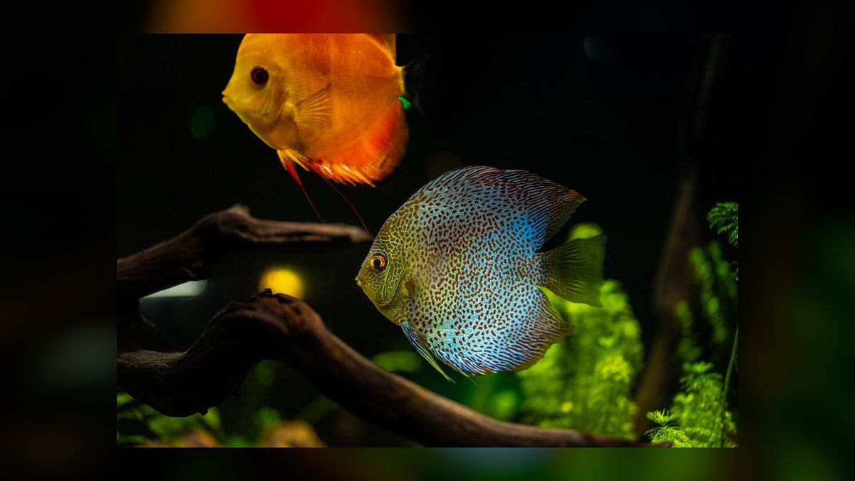 Top 10 Discus Color Strains 2027 — figure 6