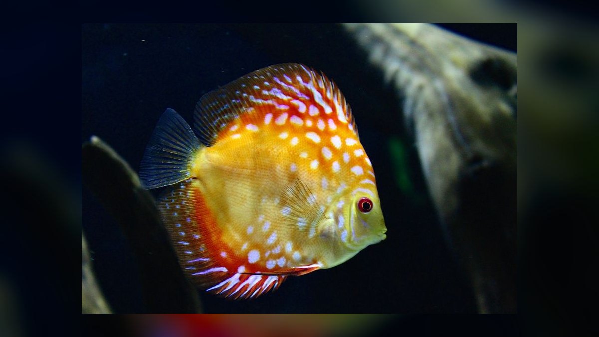 Top 10 Discus Color Strains 2027 — figure 7