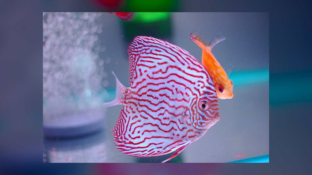 Top 10 Discus Color Strains 2027 — figure 8