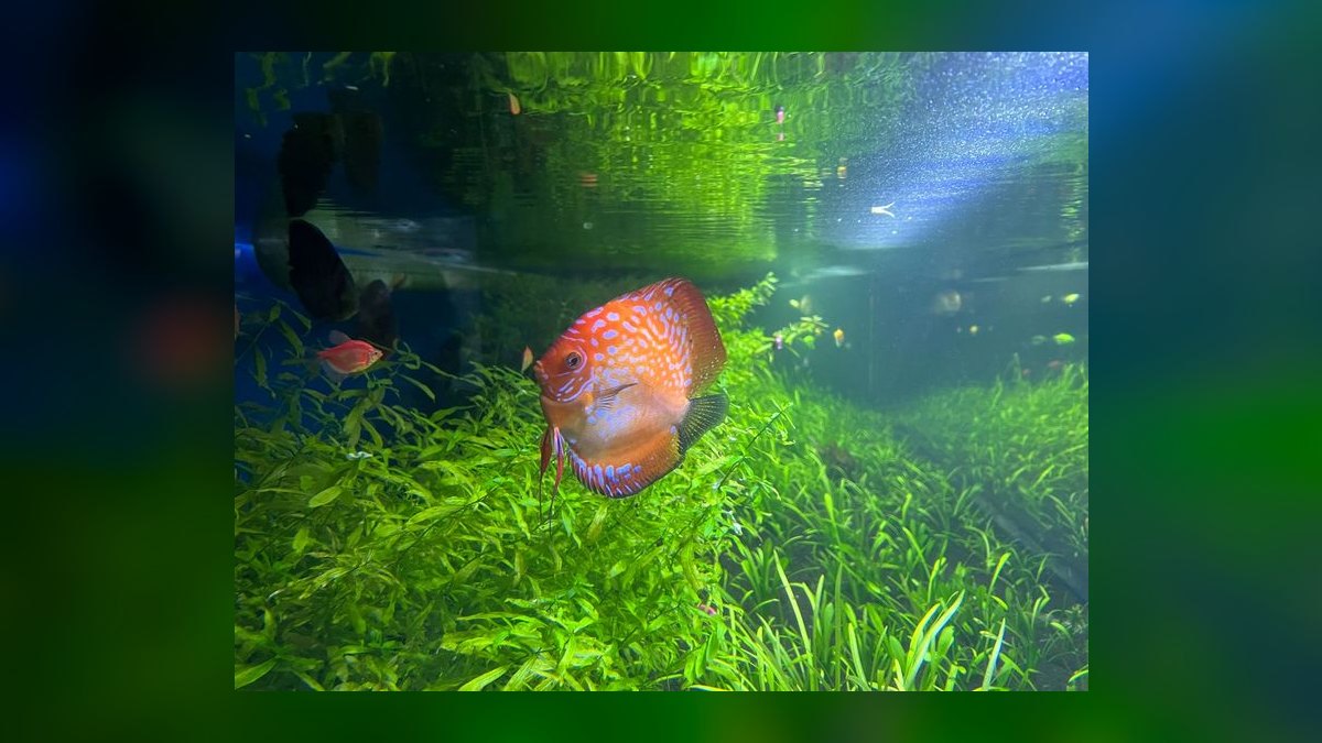 Top 10 Discus Color Strains 2027 — figure 9