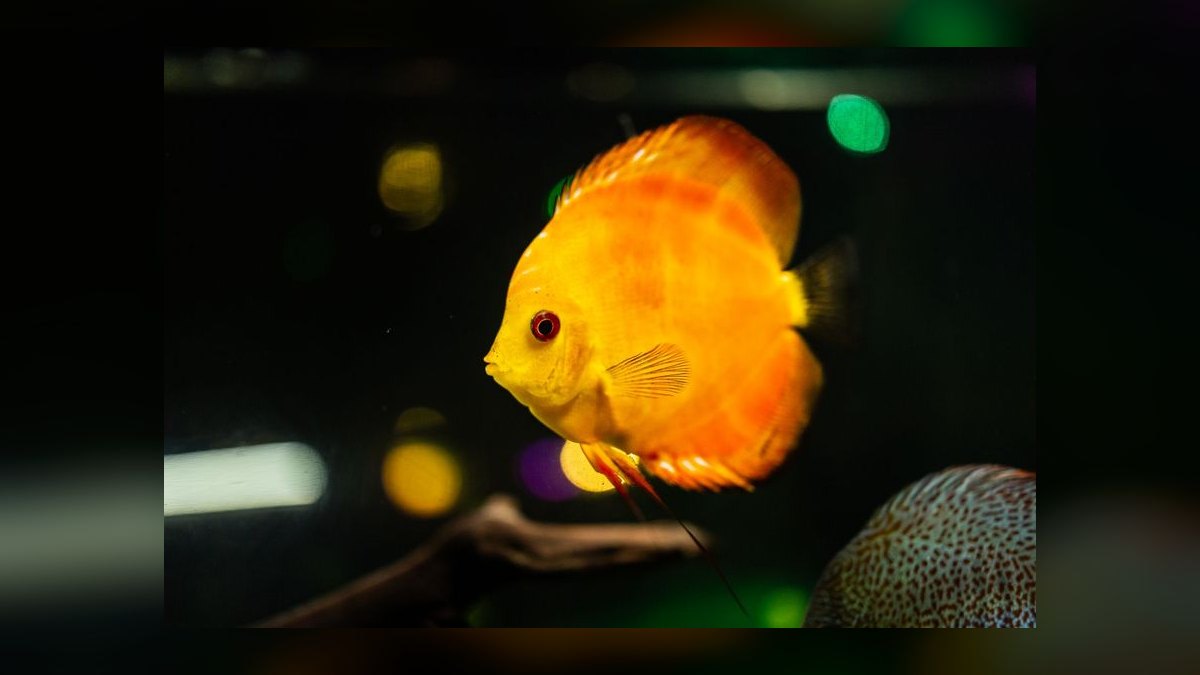 Top 10 Discus Color Strains 2027