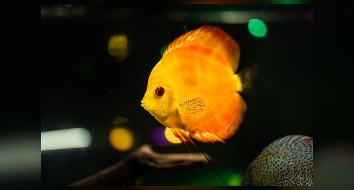 Top 10 Discus Color Strains 2027