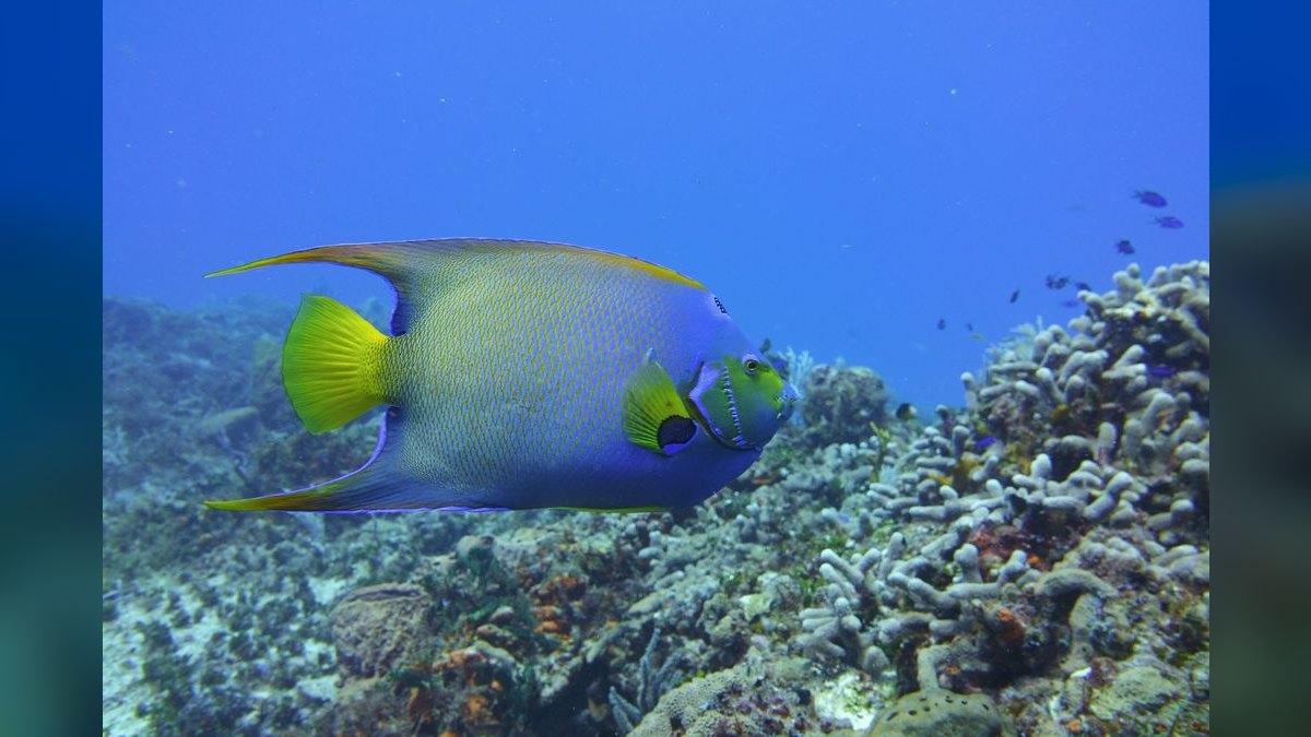 Top 10 Angelfish Color Morphs 2027 — figure 4
