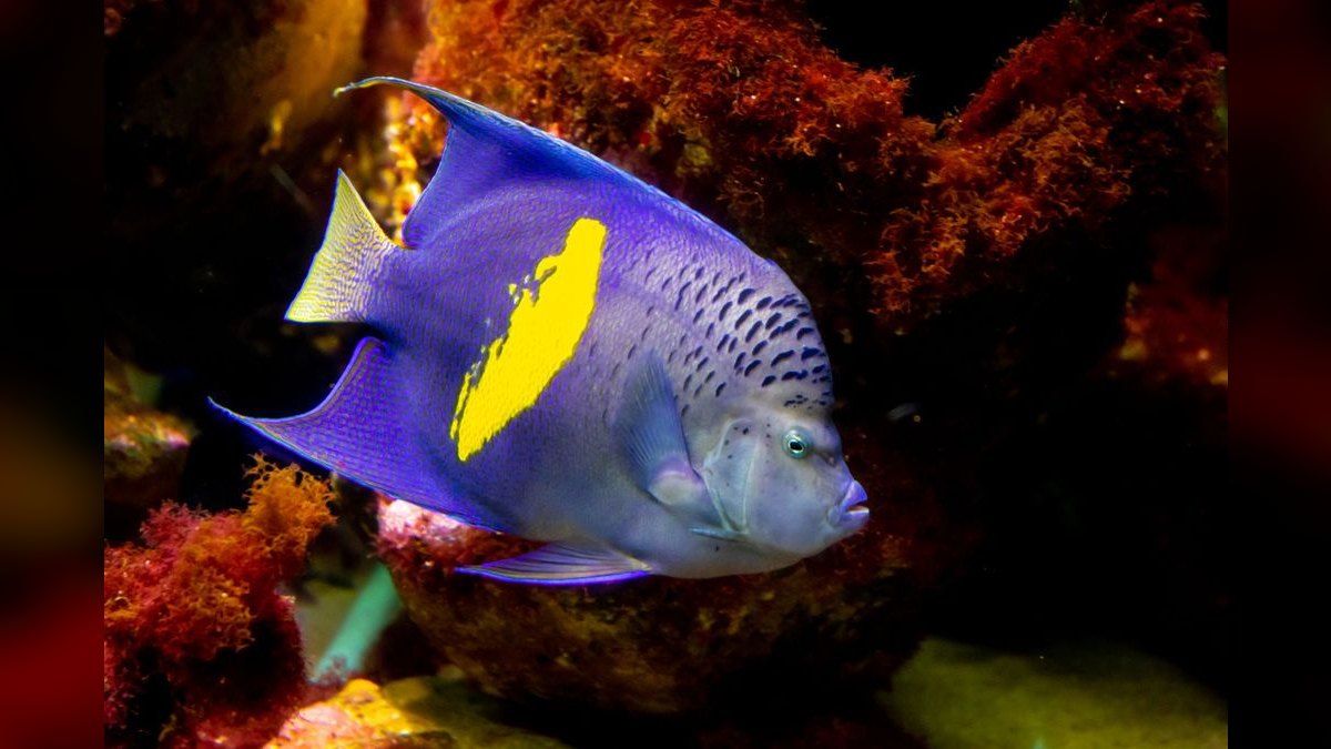 Top 10 Angelfish Color Morphs 2027 — figure 5