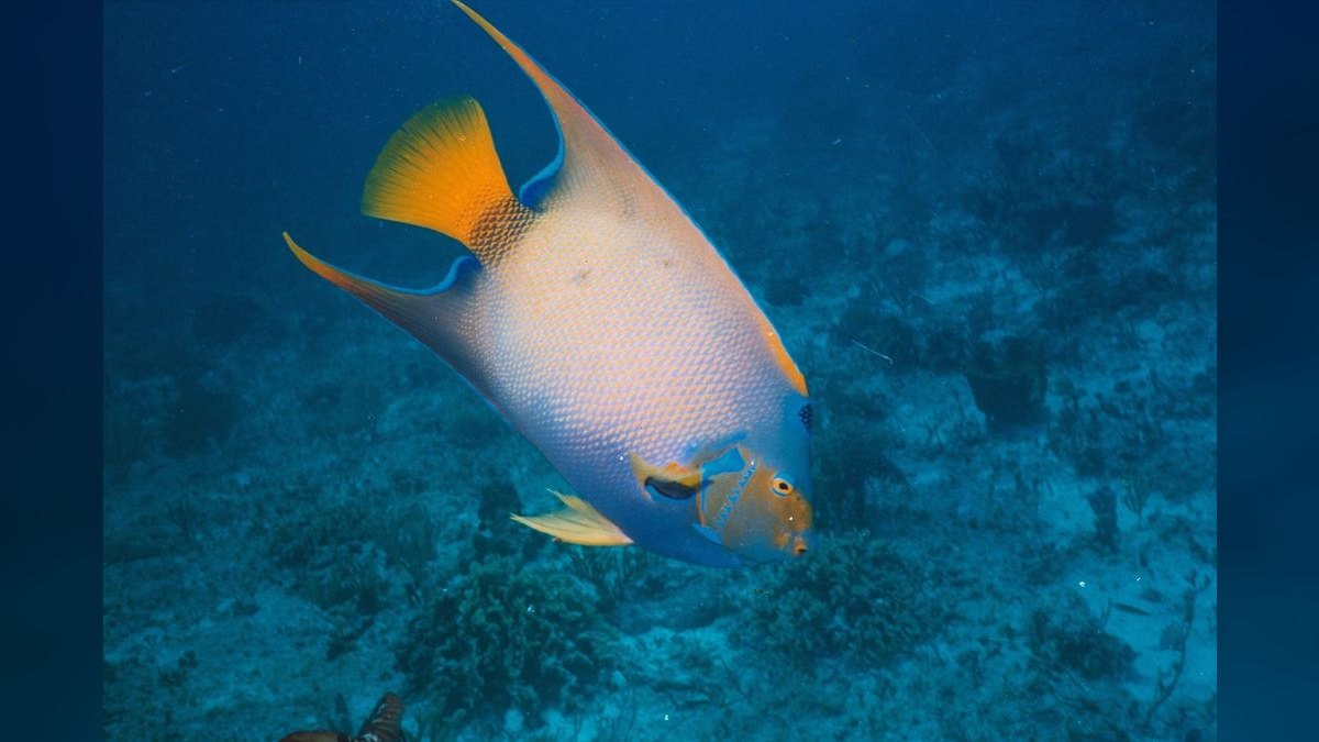 Top 10 Angelfish Color Morphs 2027 — figure 6