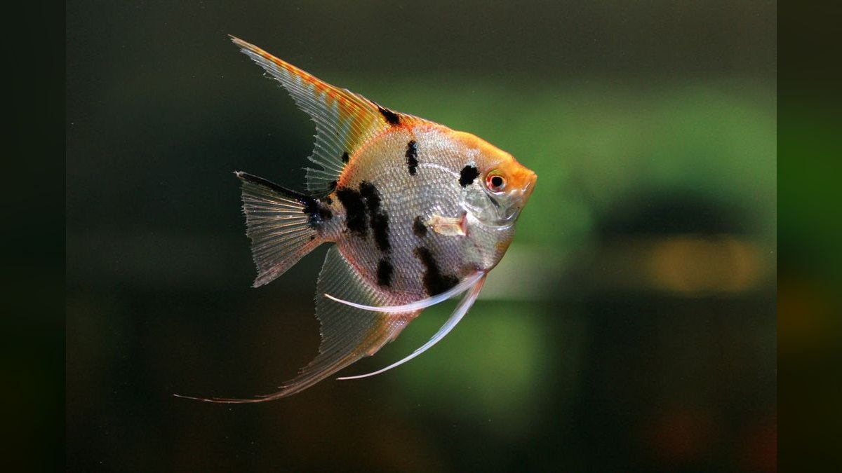 Top 10 Freshwater Angelfish Tank Mates 2027 — figure 1