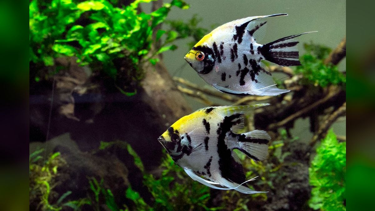 Top 10 Freshwater Angelfish Tank Mates 2027 — figure 2