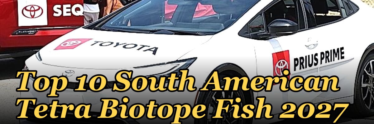 Top 10 South American Tetra Biotope Fish 2027