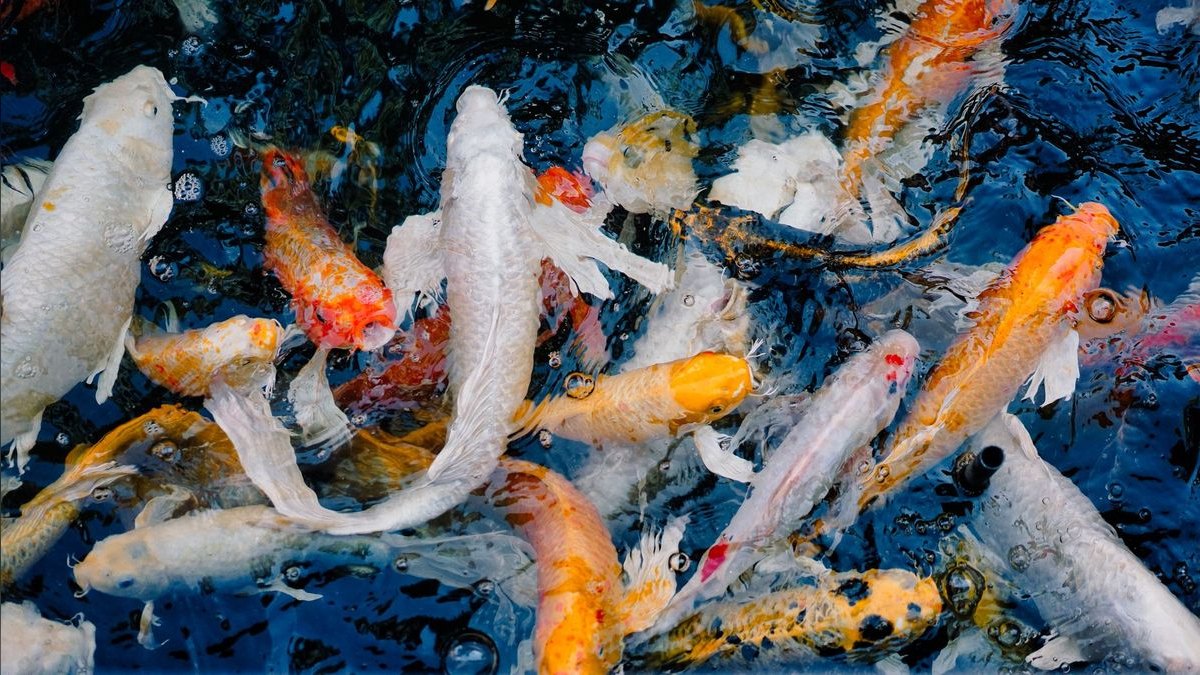 Top 10 Asian Nano Fish for Shrimp Tanks 2027 — figure 2