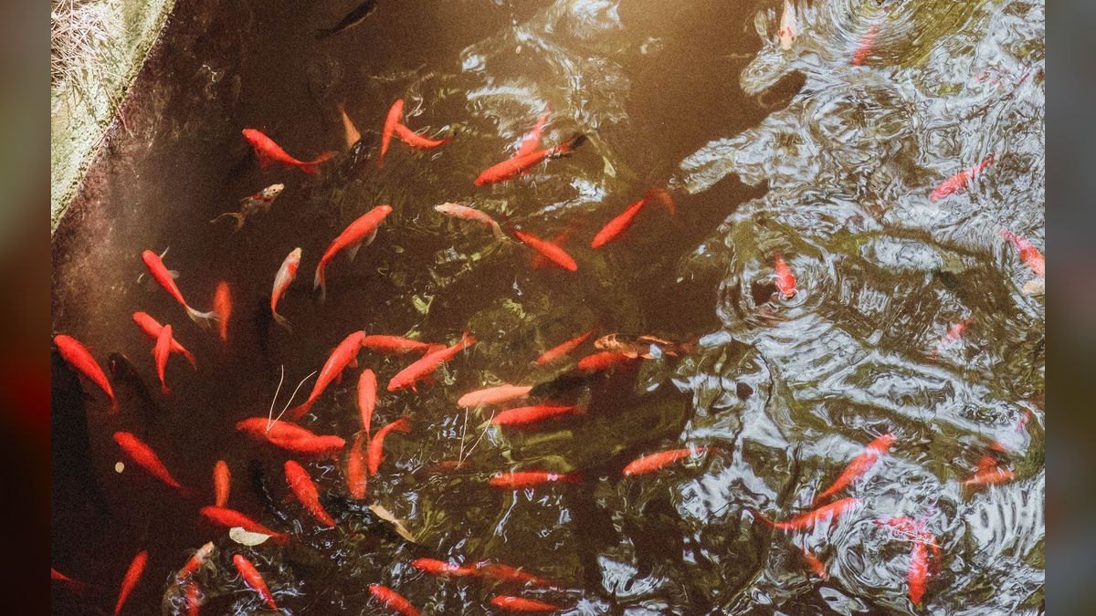 Top 10 Asian Nano Fish for Shrimp Tanks 2027 — figure 3