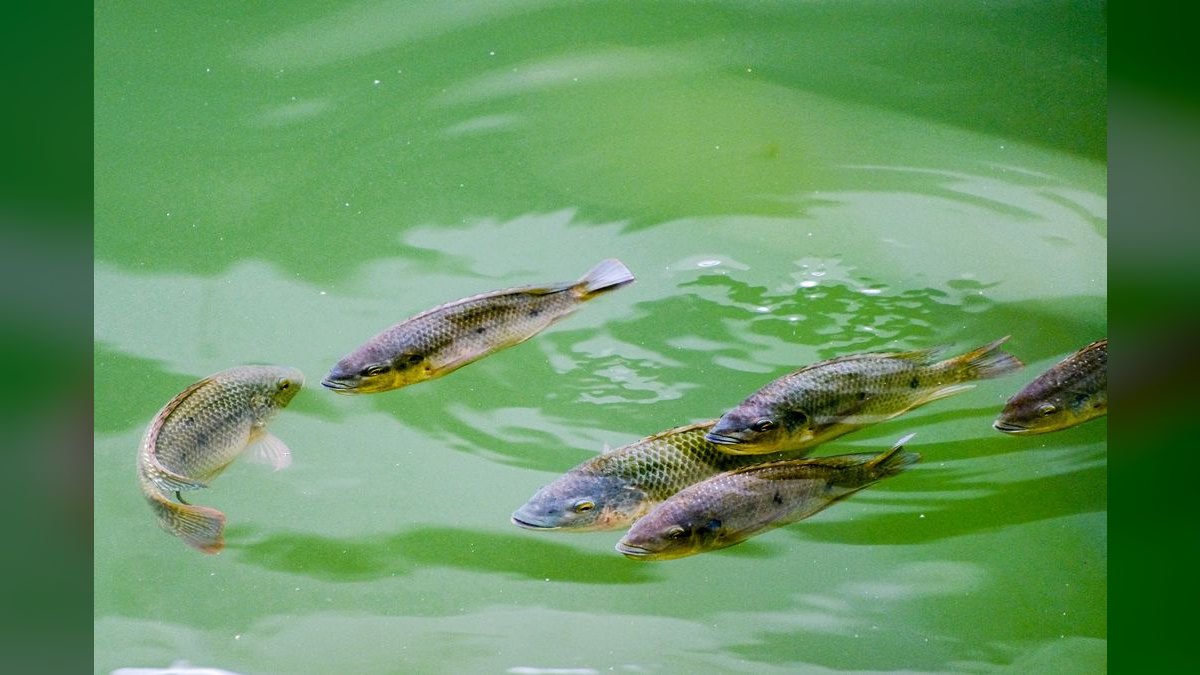 Top 10 Asian Nano Fish for Shrimp Tanks 2027 — figure 4