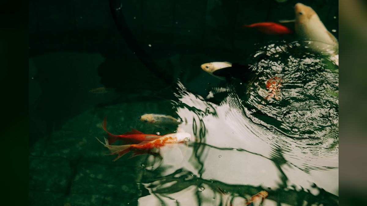 Top 10 Asian Nano Fish for Shrimp Tanks 2027 — figure 6