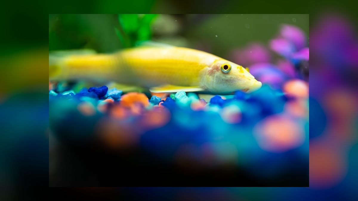 Top 10 High Flow River Fish 2027 — figure 10