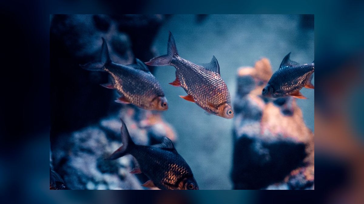 Top 10 High Flow River Fish 2027 — figure 5